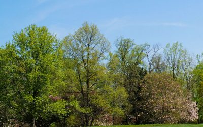 Tree Roots In Sewer Systems