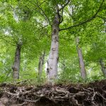 roots in septic system