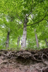 roots in septic system