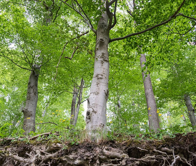 roots in septic system